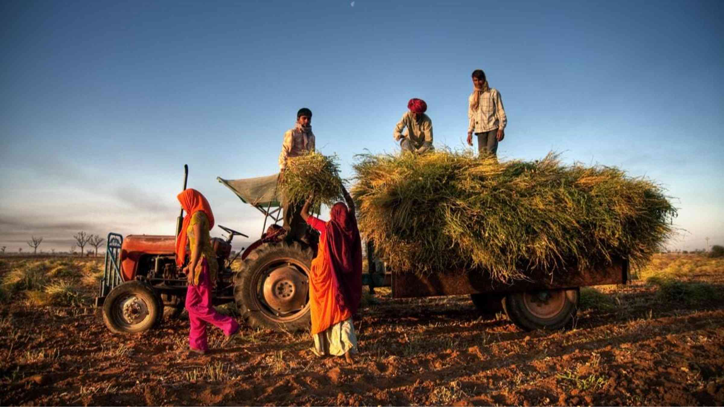 Family collecting their harvest on a truck, India