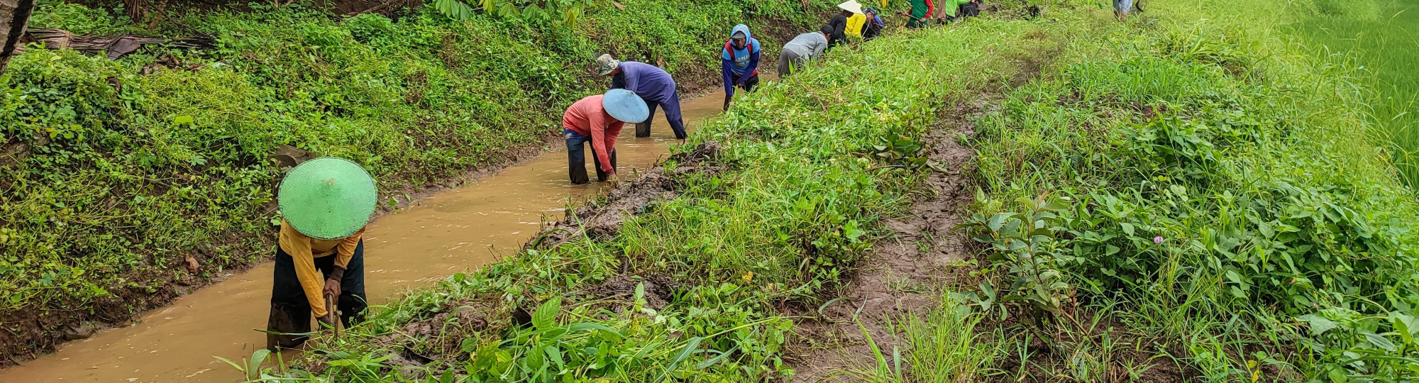 Indonesian farmers are engaged in a collaborative endeavor, diligently cleaning the water channels for the rice fields.