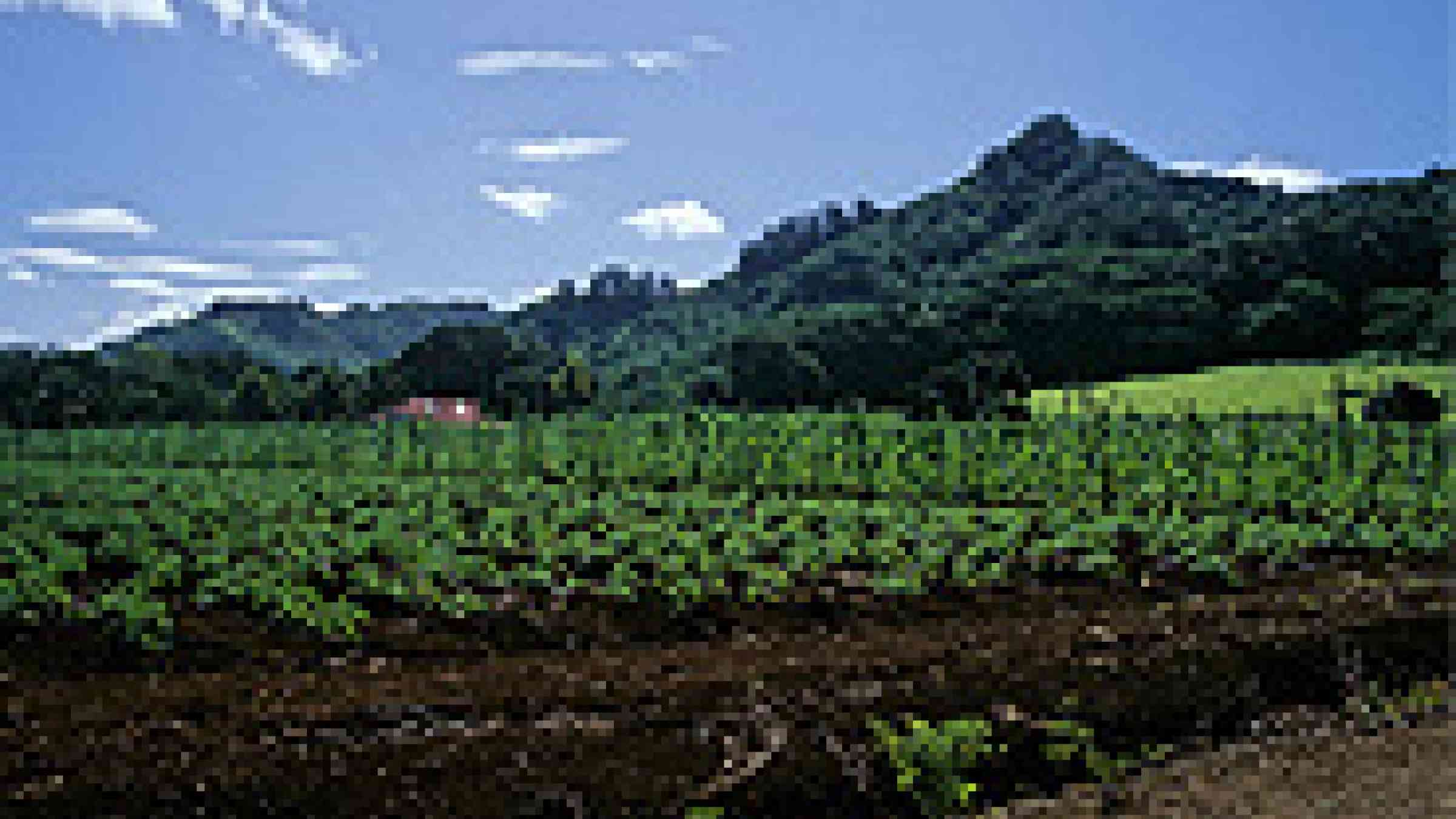 Photo of crops growing on Rarotonga, Cook Islands by Flickr user, Luthor522, Creative Commons Attribution-Noncommercial-No Derivative Works 2.0 Generic