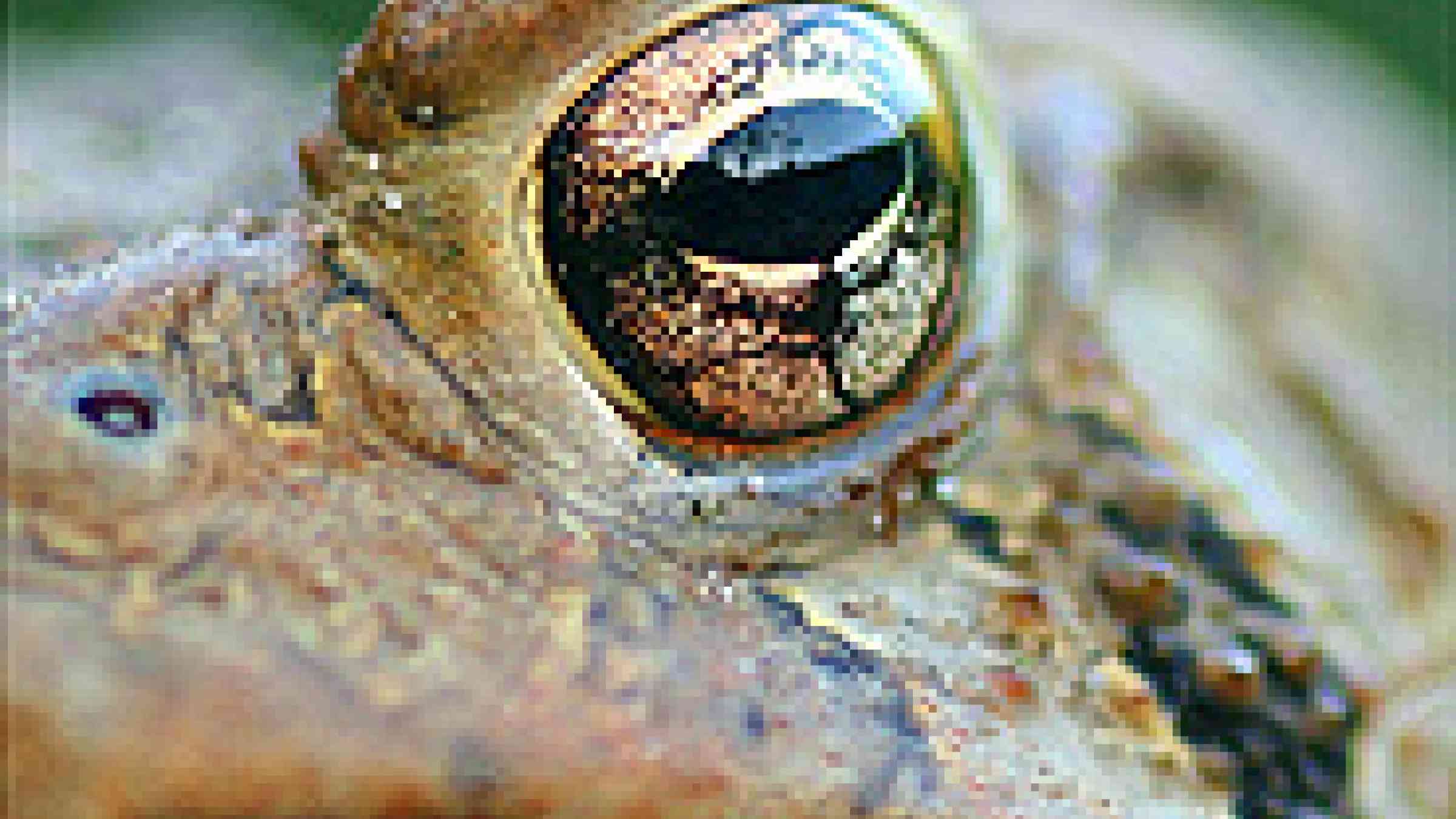Photo by Flickr user, Lida Rose, Creative Commons Attribution-No Derivative Works 2.0 Generic http://www.flickr.com/photos/lidarose/225156612/