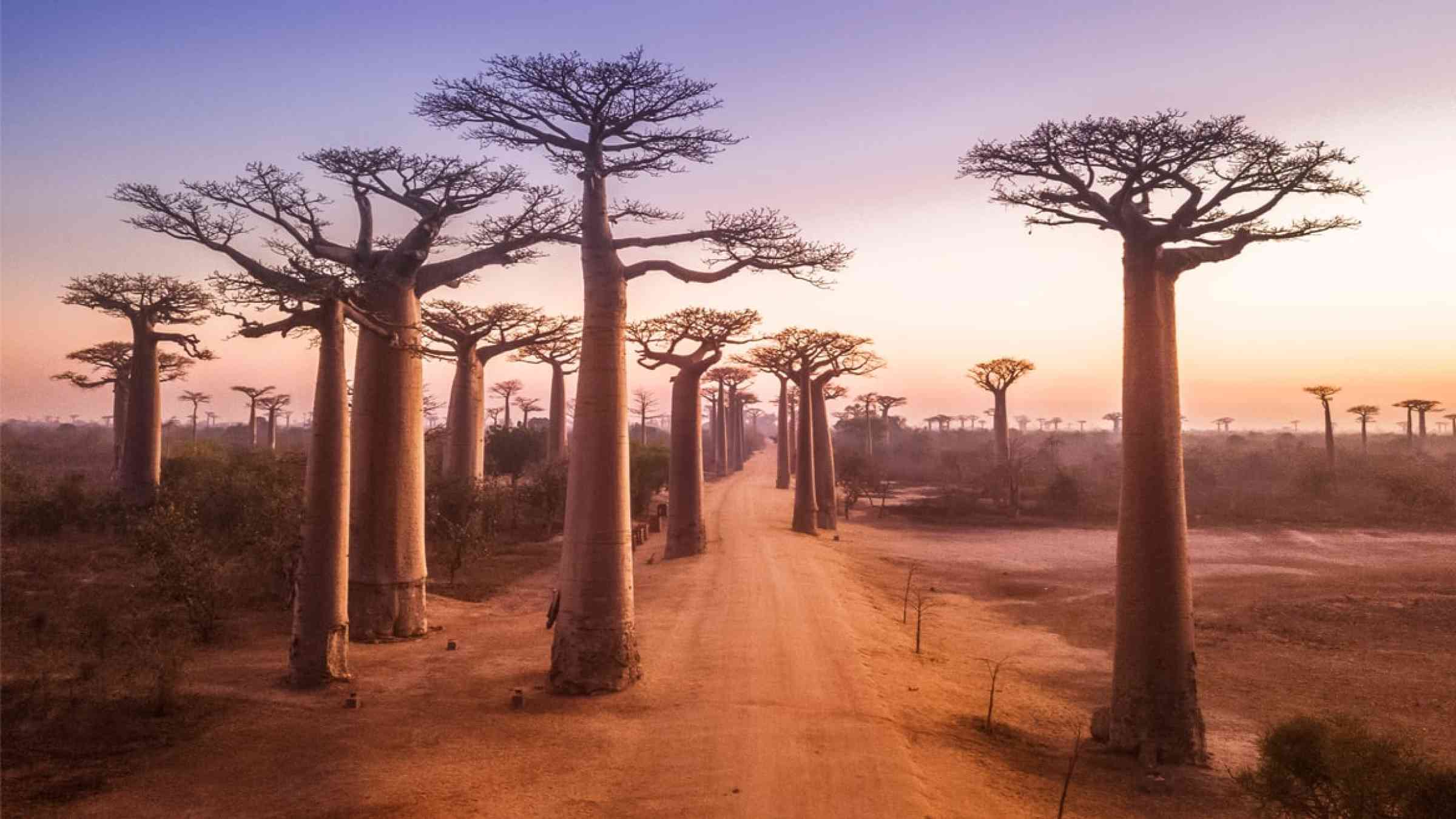Baobab avenue in Madagascar