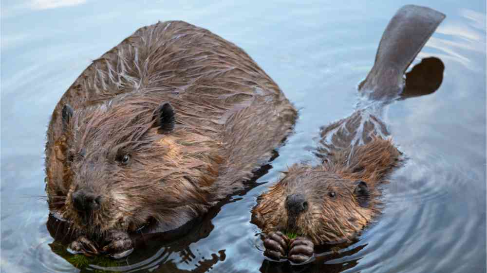 Two beavers in the water