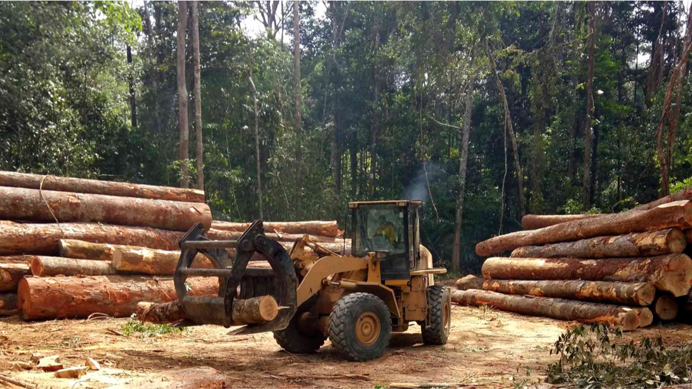 Wheel loader picking up the piles of wood from the Amazon forest region in Brazil