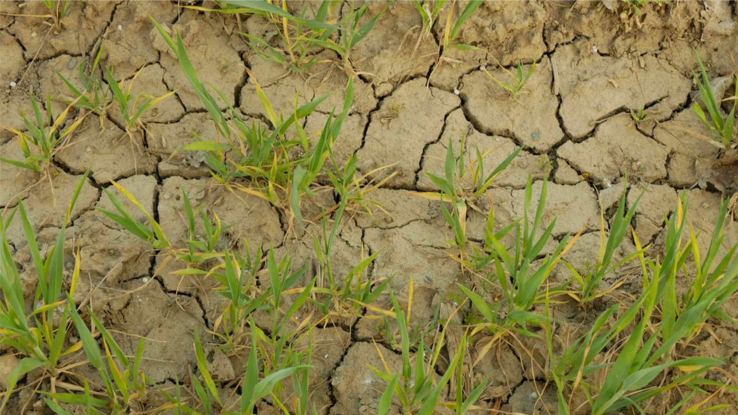 Drought in a field