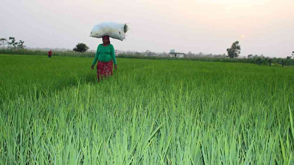 Rice farm, Nepal