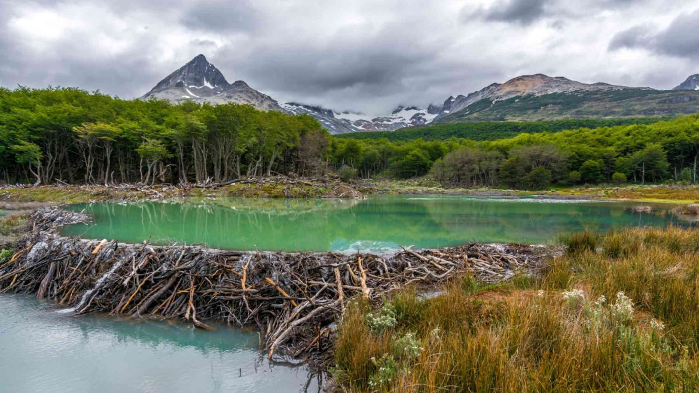 Beavers Can Help Mitigate The Effects Of Climate Change PreventionWeb   Beaver Dam 