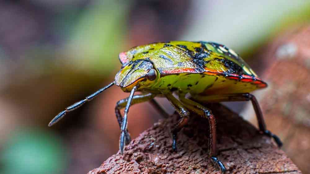 Southern green stink bug, Nezara viridula