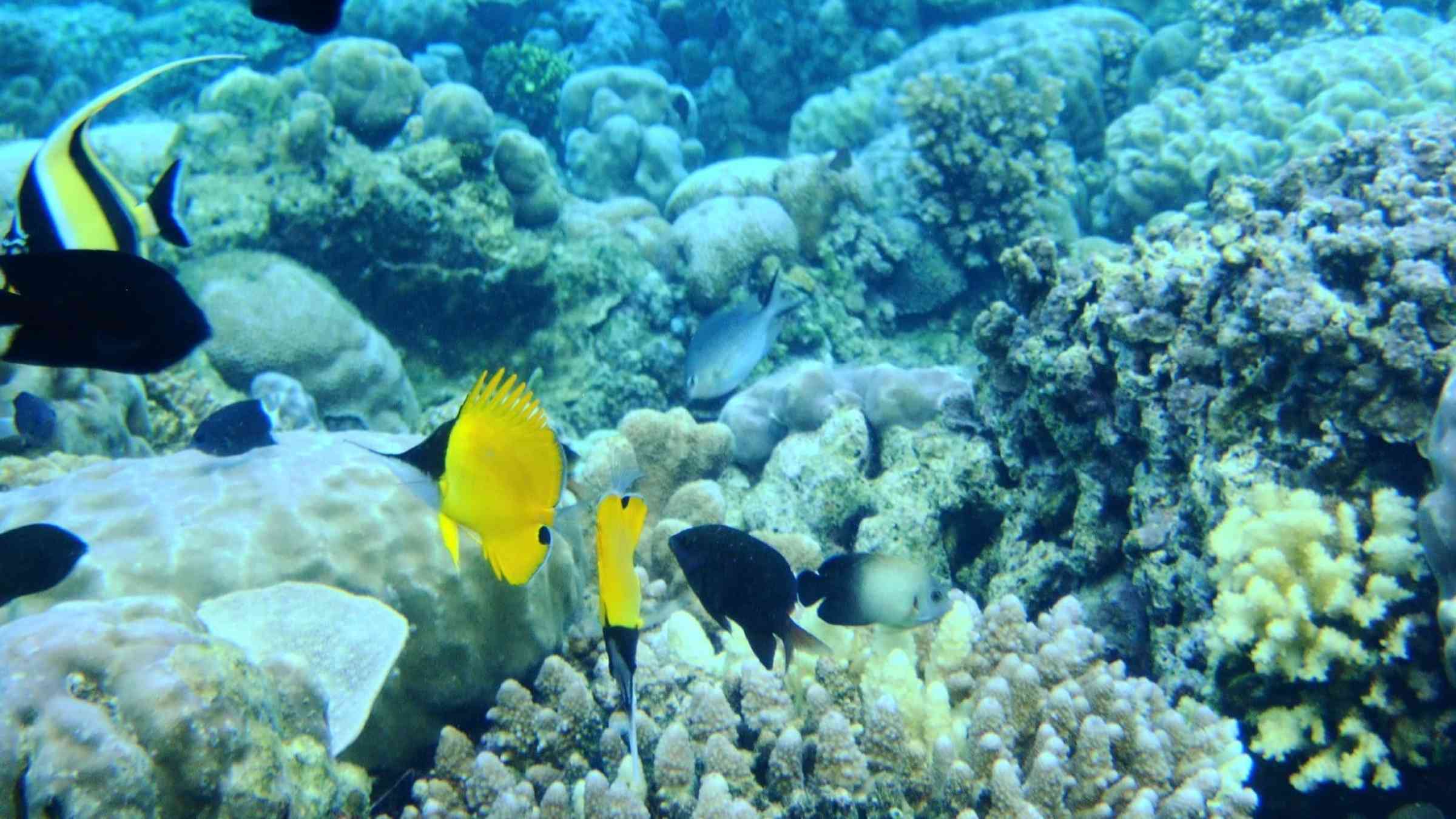 Image of fish and coral