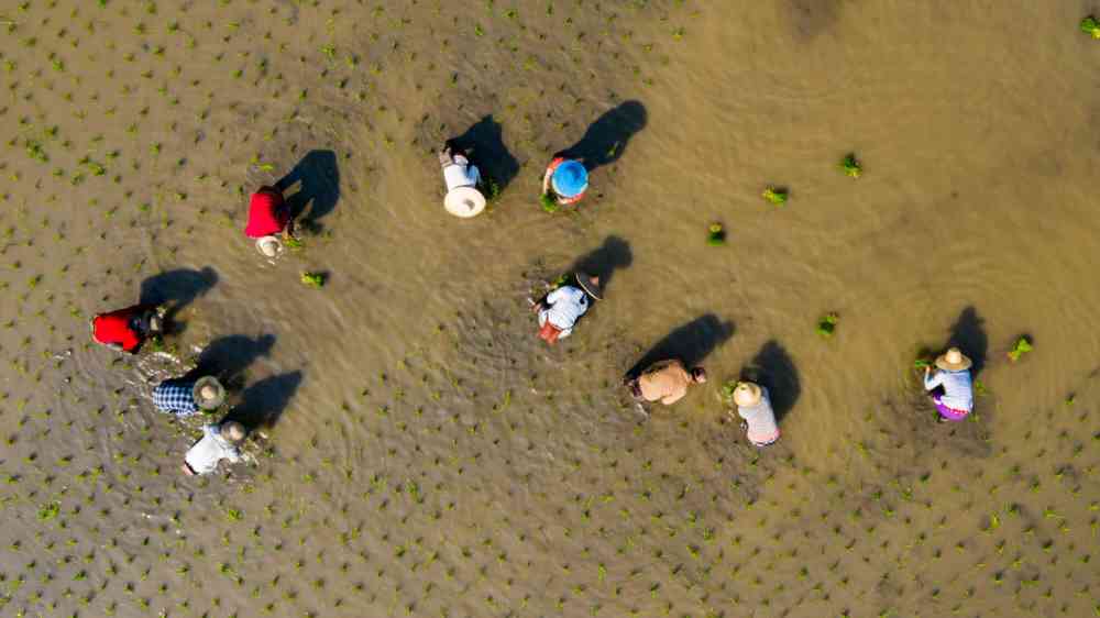 People work farming profession rural villager