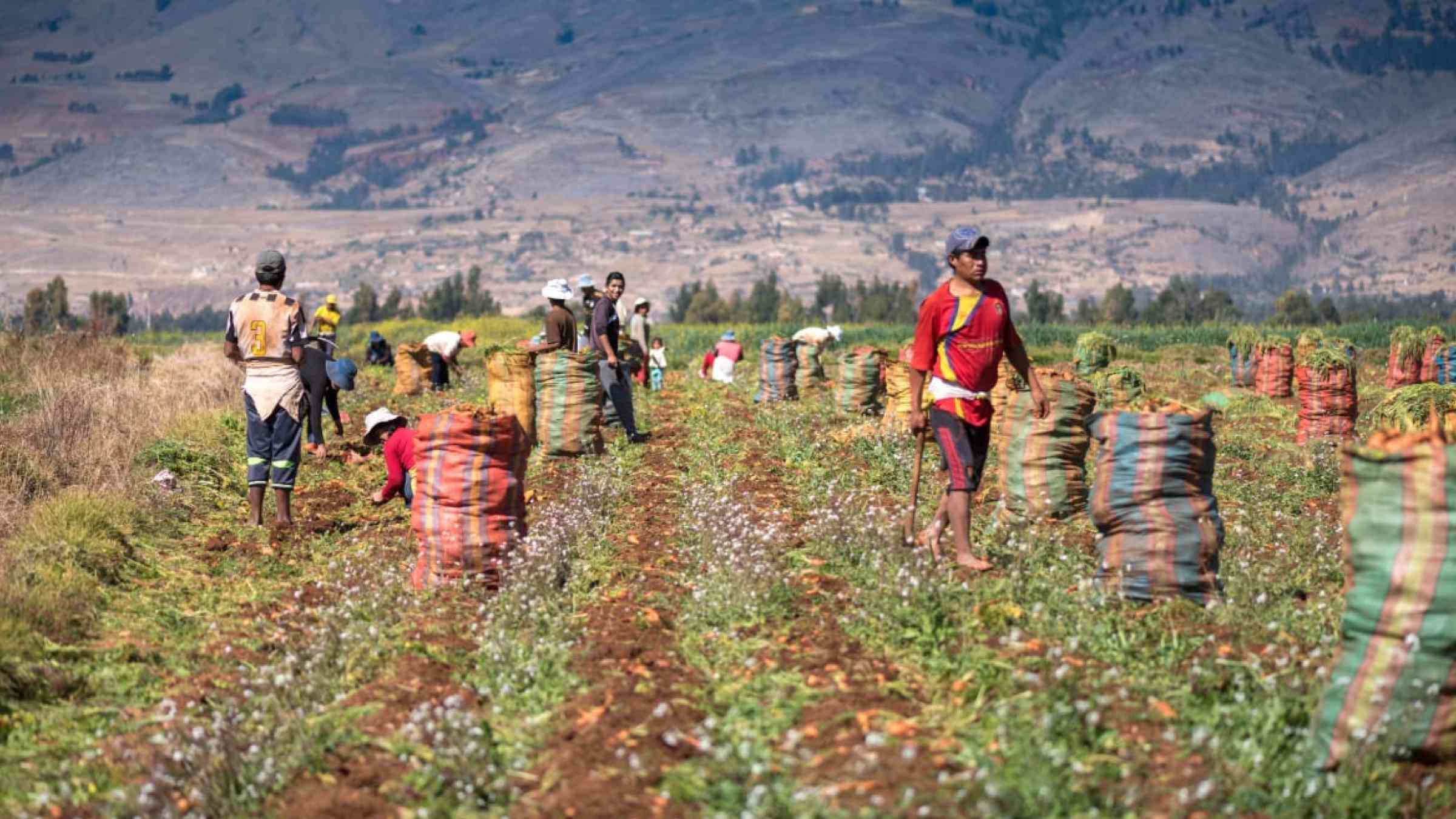 Several men harvesting in a field