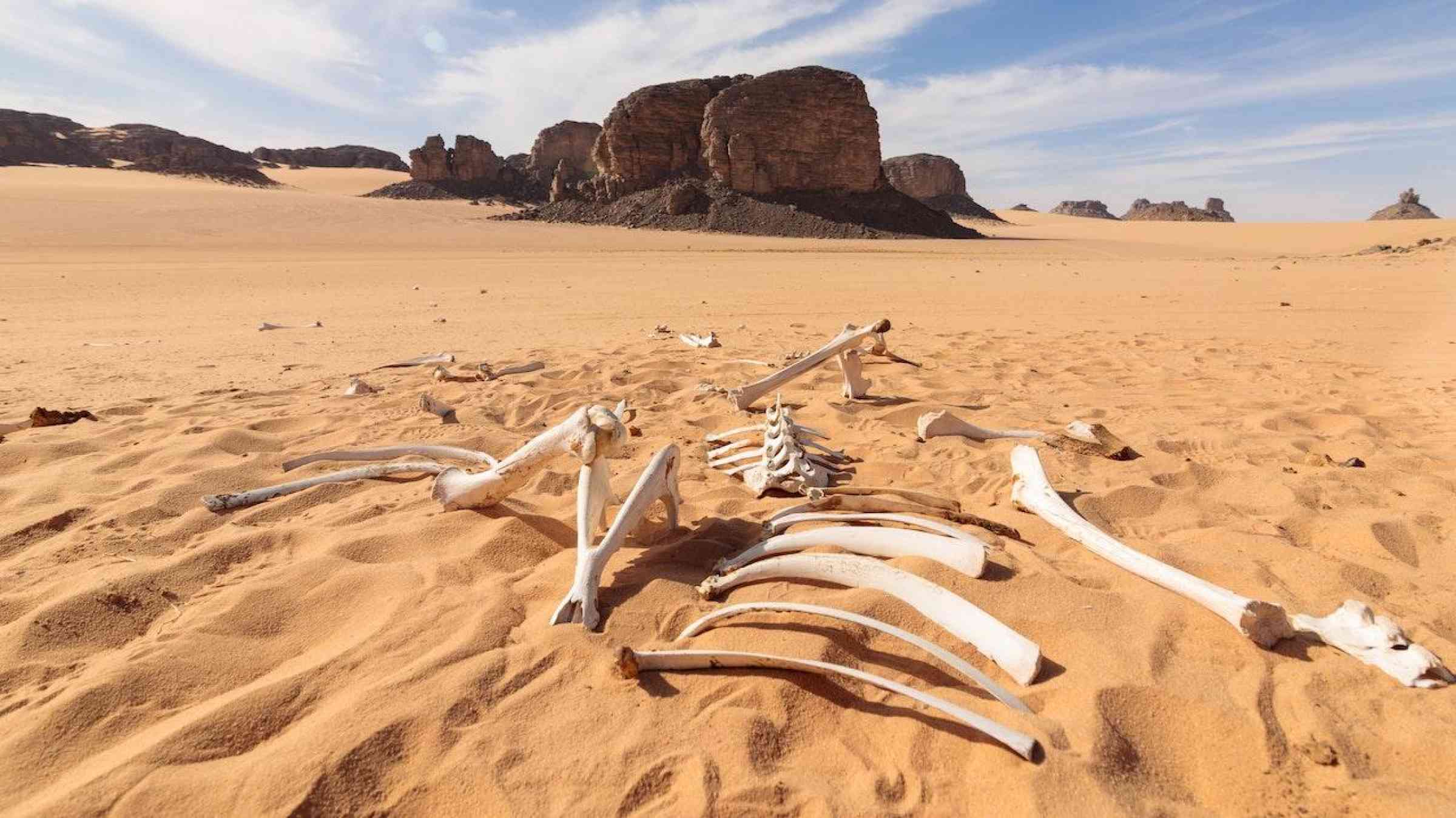 Animal skeleton in the desert