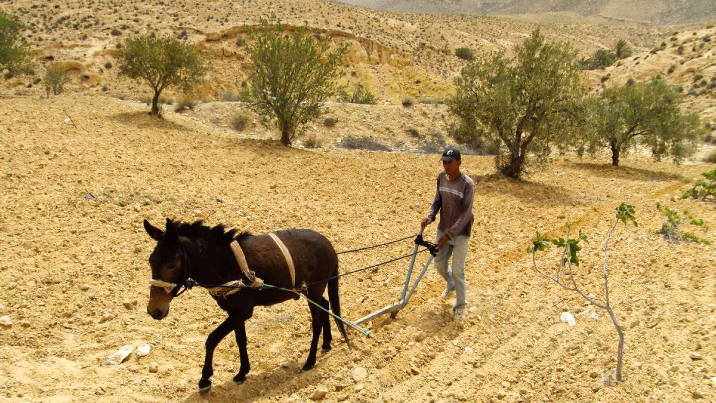 Desertification - Working the drylands with horse and plough - May 2010 - Tunisia, Ksar Hallouf