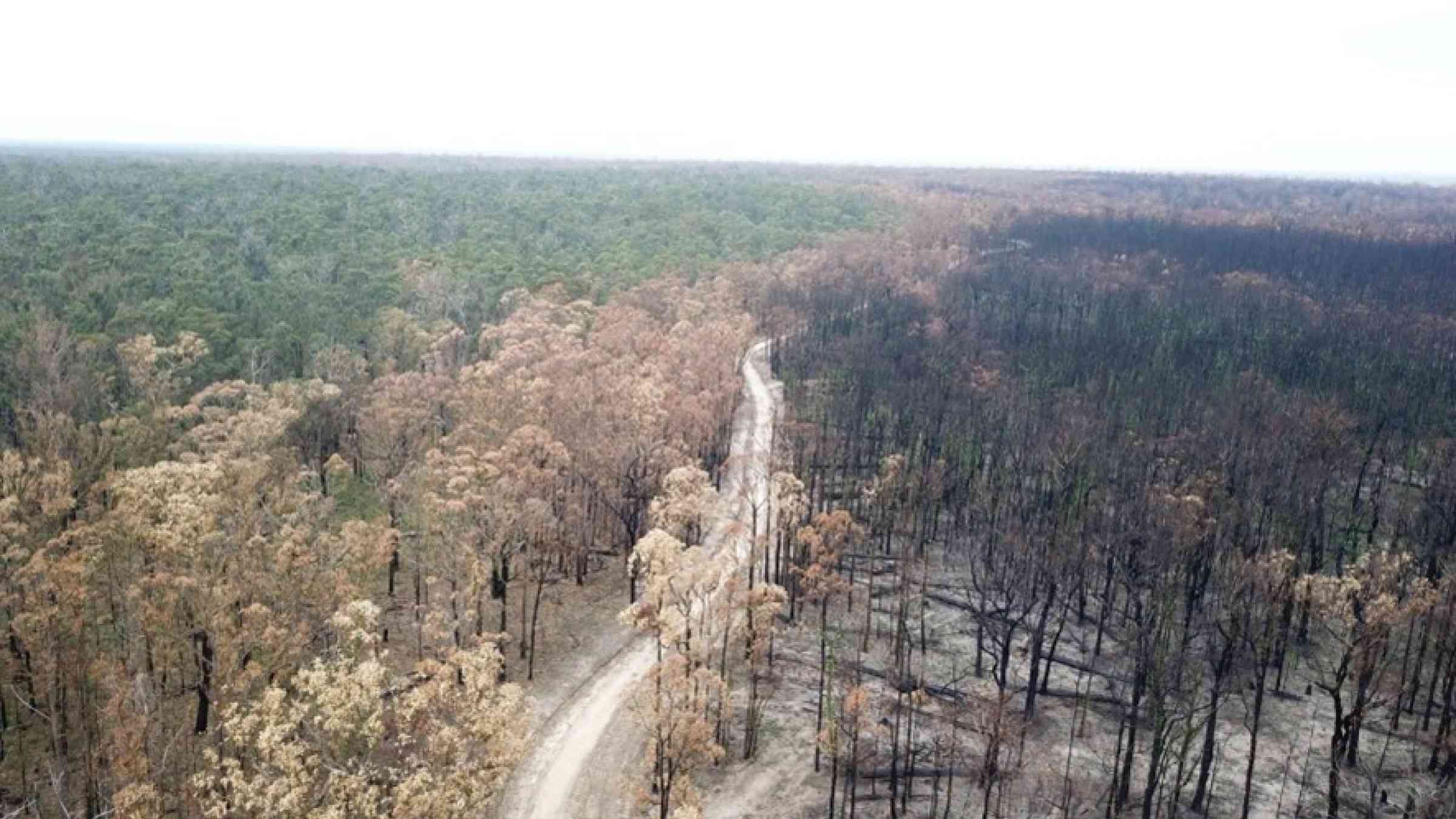 Photo in Victoria from the 2019/ 20 bushfires highlighting a crown bushfire and the dangerous conditions.  Prescribed burning assisting in stopping/ restricting this bushfire at this location.  The photo highlights the importance of regular prescribed burning programs beside access tracks to improve firefighter safety.