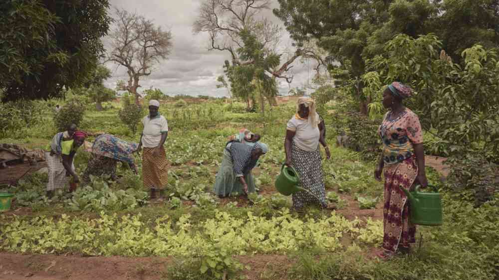 Women irrigate and till the soil in a garden