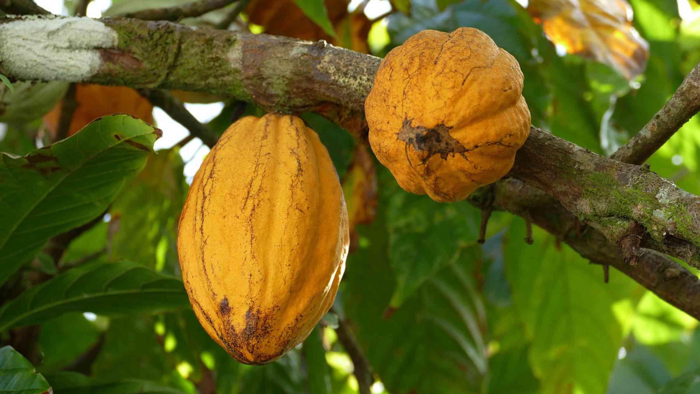 Cocoa fruit attached to the tree