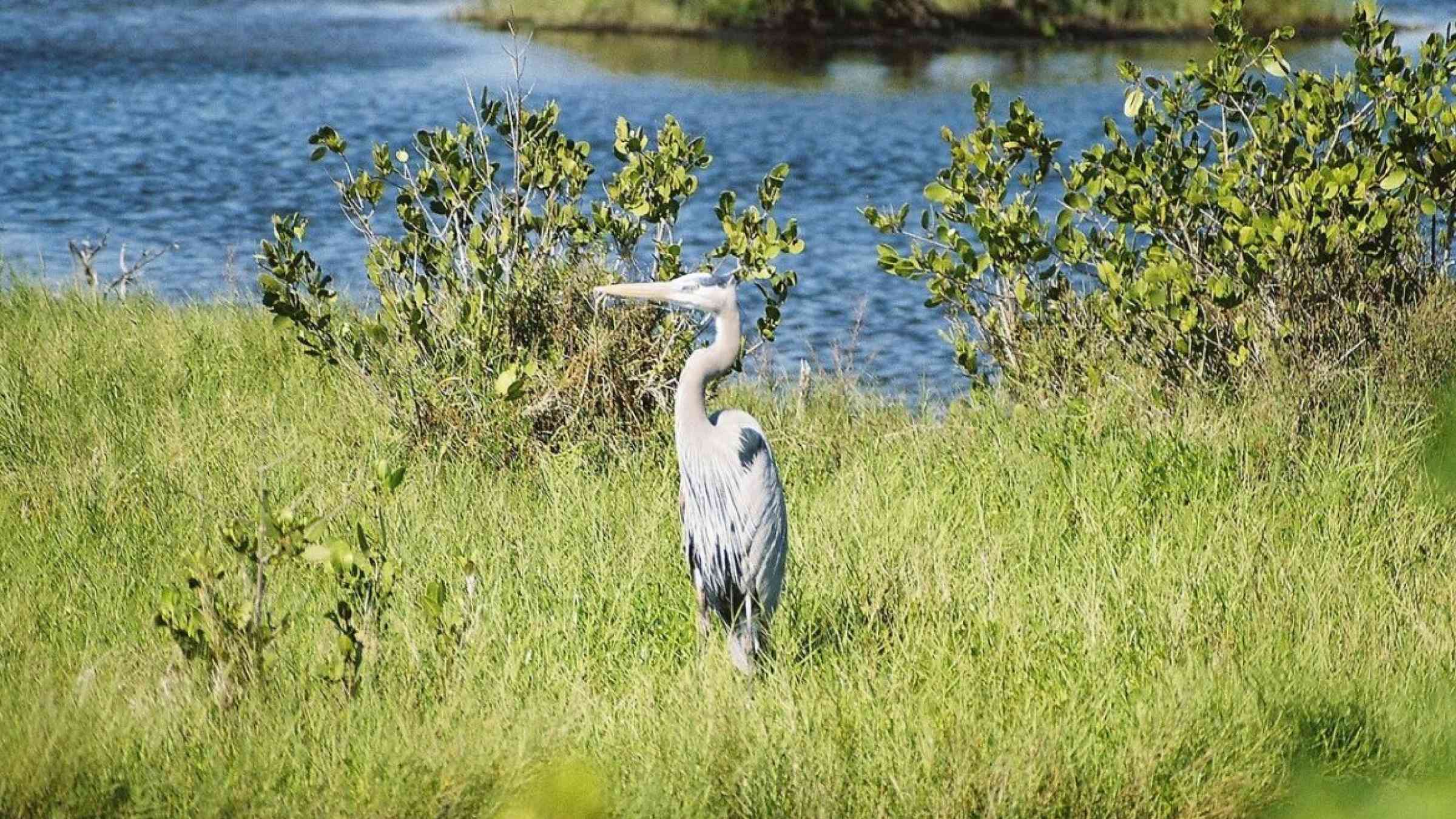 A great blue heron standing in the marsh at Merritt Island National Wildlife Refuge near the Kennedy Space Center
