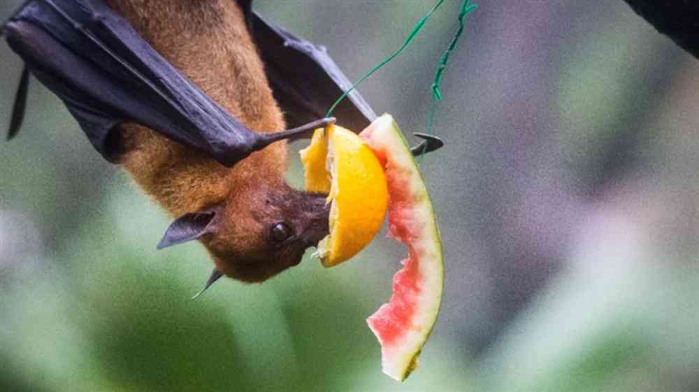 Bat eating fruits