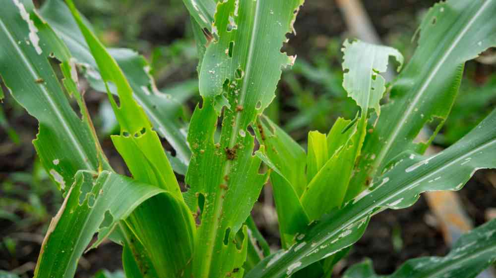 Corn leaf damaged by fall armyworm