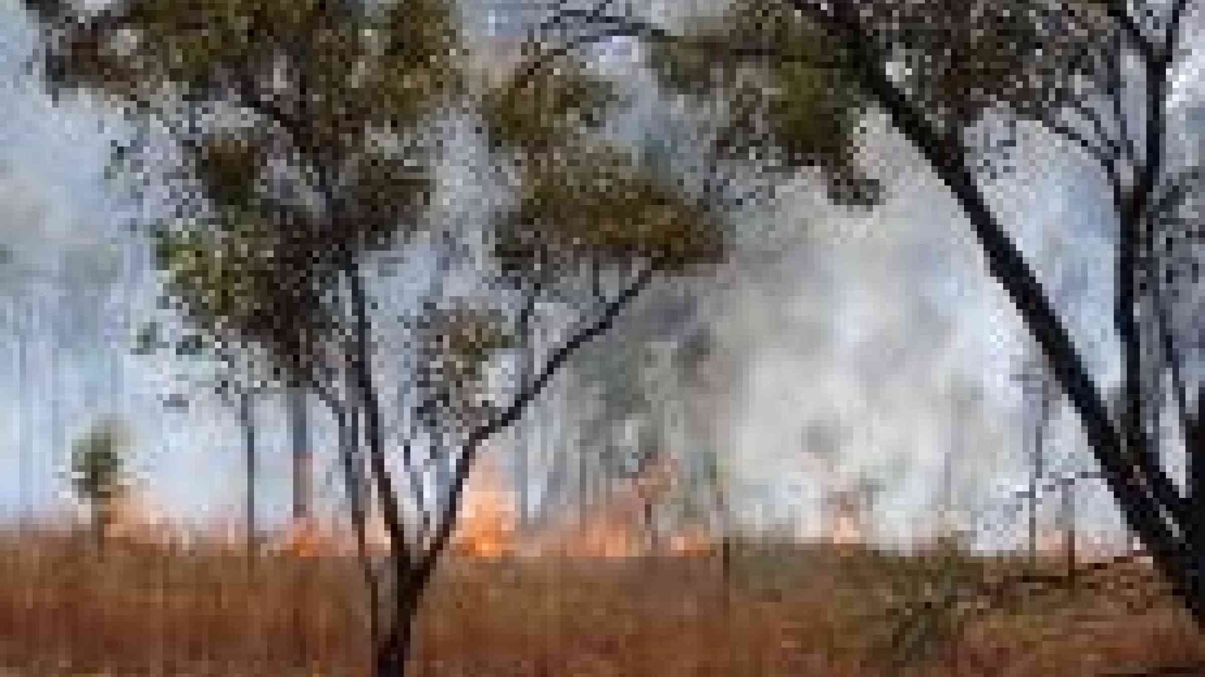 Australia bush fire photo by flickr user fvanrenterghem, http://www.flickr.com/photos/fvanrenterghem/2642318538/ (CC BY-SA 2.0)