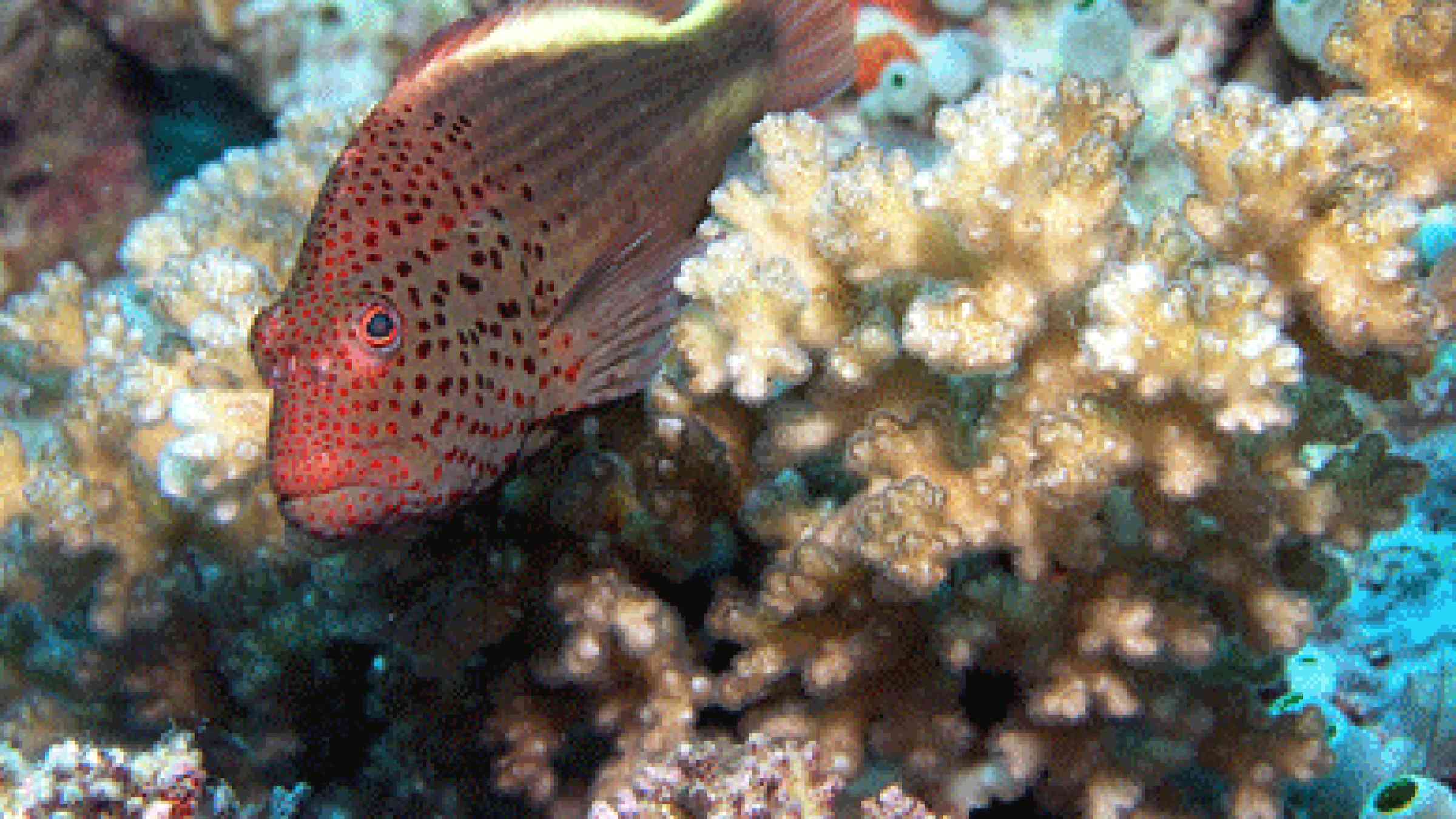 Freckled hawkfish (Paracirrhites forsteri)  Image ID: reef4403, NOAA's Coral Kingdom Collection  Location: Fiji  Photo Date: 2008  Photographer: Julie Bedford, NOAA PA, CC BY 2.0, http://www.flickr.com/photos/51647007