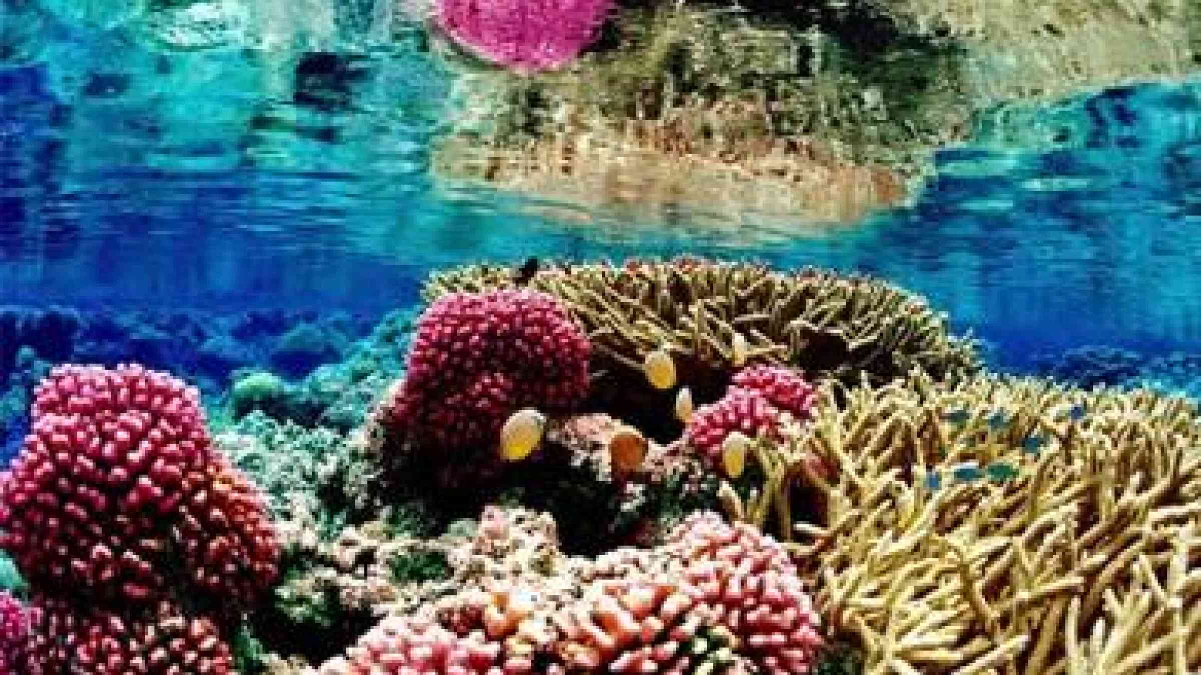 Coral Reef Restoration Can Save Lives, Livelihoods | PreventionWeb