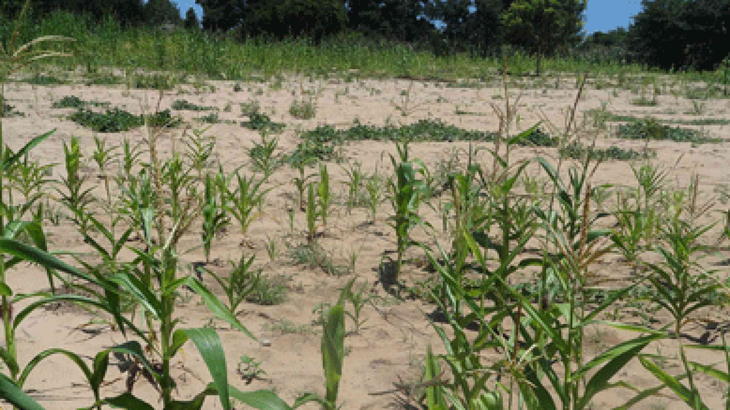 Young maize in Zimbabwe photo by Charles Nhemachena, CDKN Network, CC BY 2.0, https://www.flickr.com/photos/52797059@N06/8532999973/