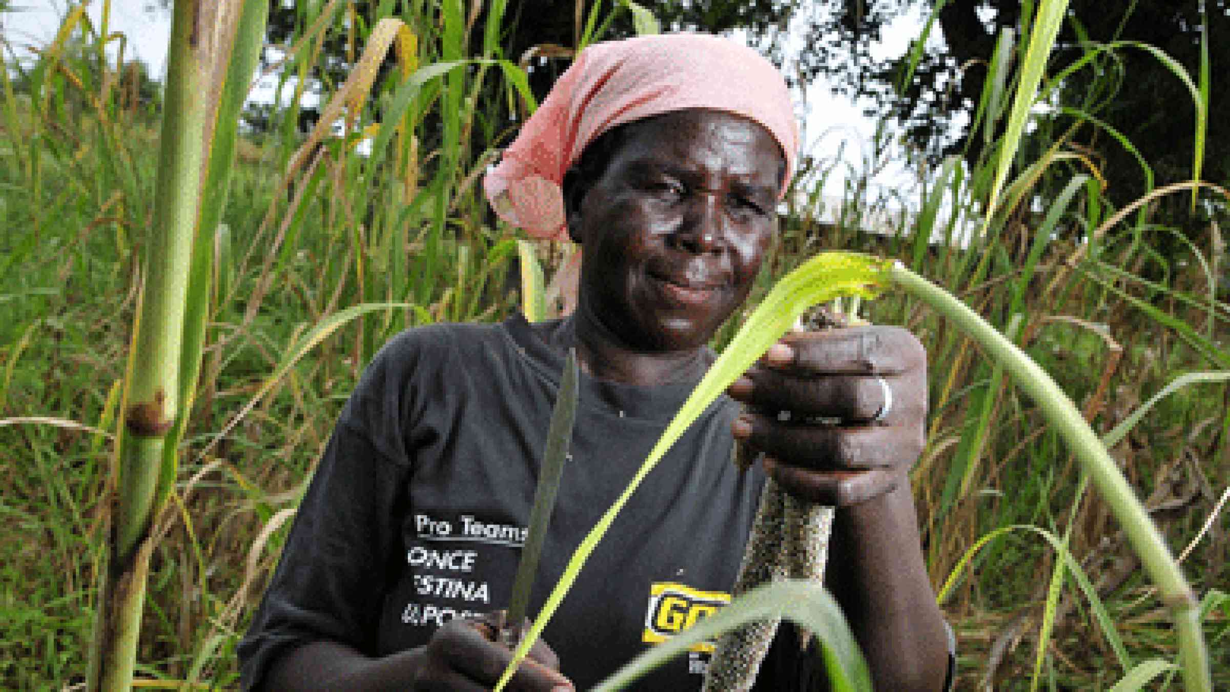 Pic by Neil Palmer (CIAT). A farmer harvests her millet crop in Ghana's Upper West Region, which has suffered failed rains and rising temperatures. Restricted licensing for the time being for this set of pictures as they are part of the forthcoming Two Degrees Up series of digital case studies, coming soon. For more information contact n.palmer@cgiar.org, CC BY-SA 2.0, https://www.flickr.com/photos/ciat/5207023597