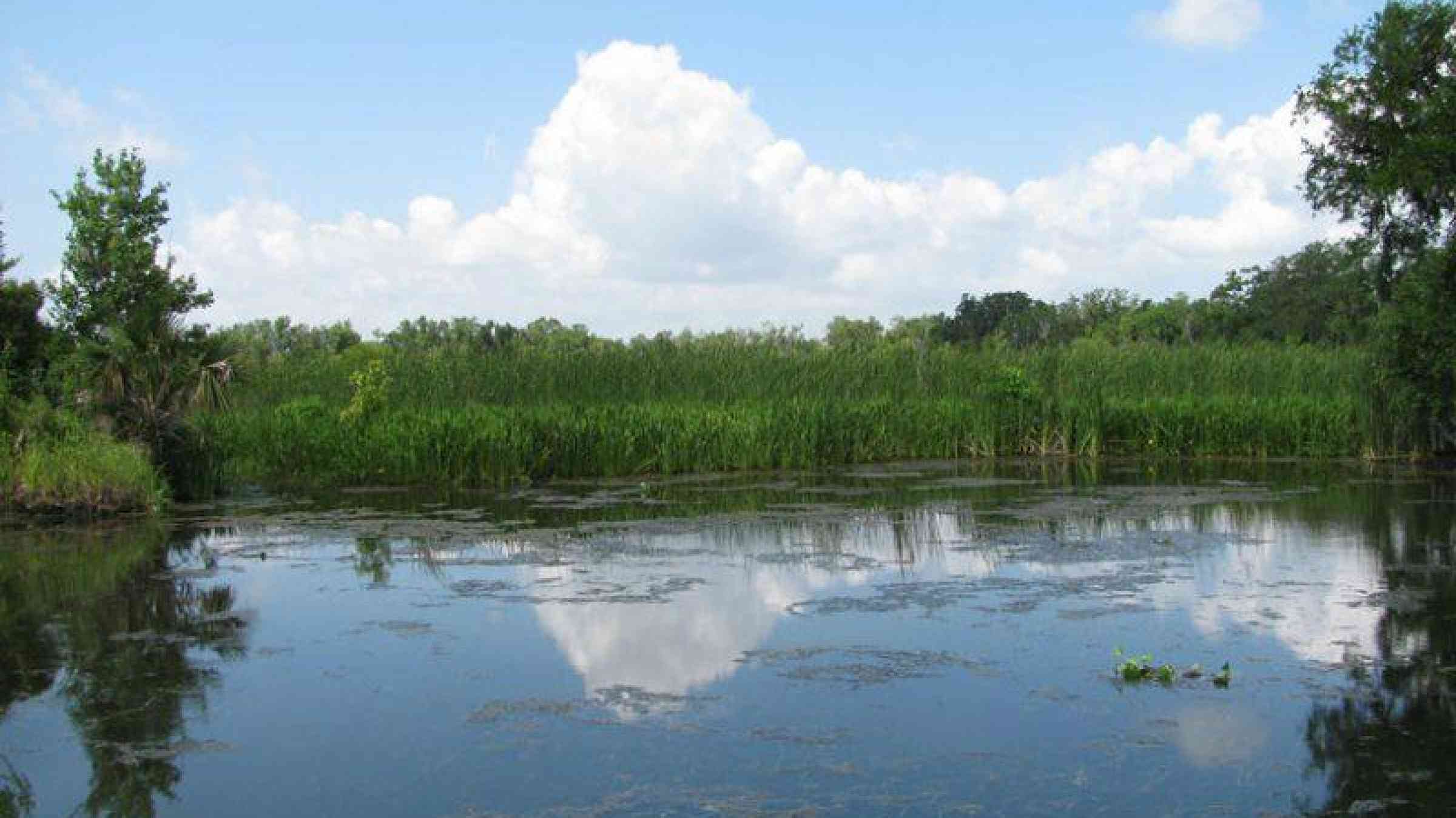New research suggests that man-made river diversions may have led to land loss in Louisiana’s coastal marshes. Priya Deonarain, CC BY-SA 2.0