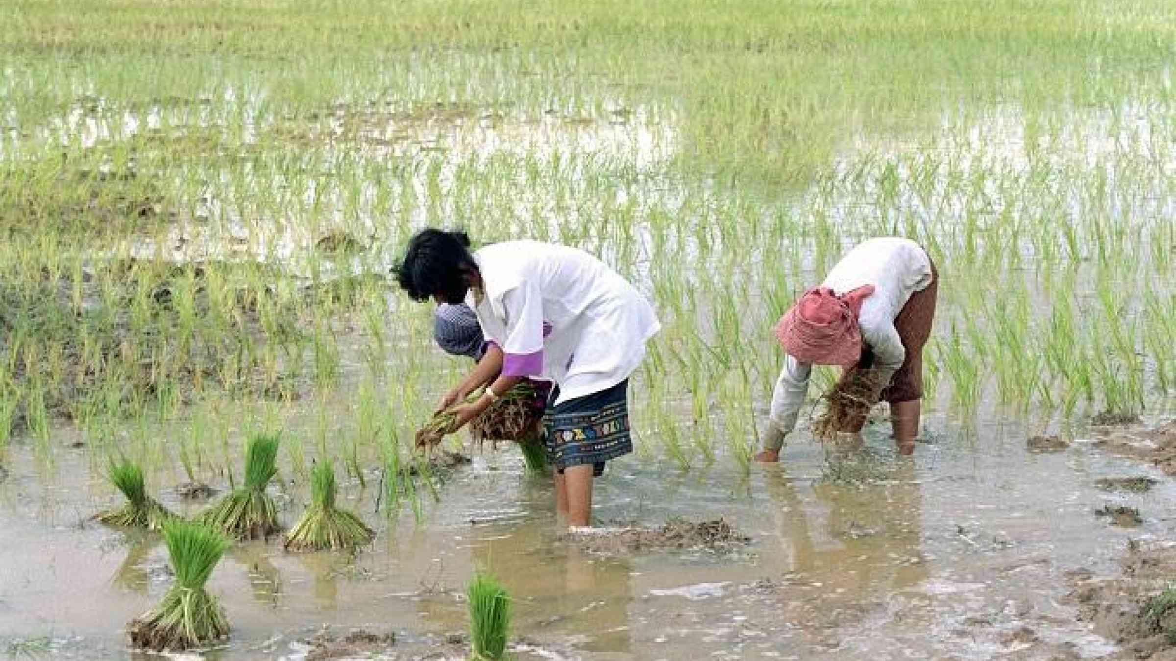 UN Photo/Pernaca Sudhakaran