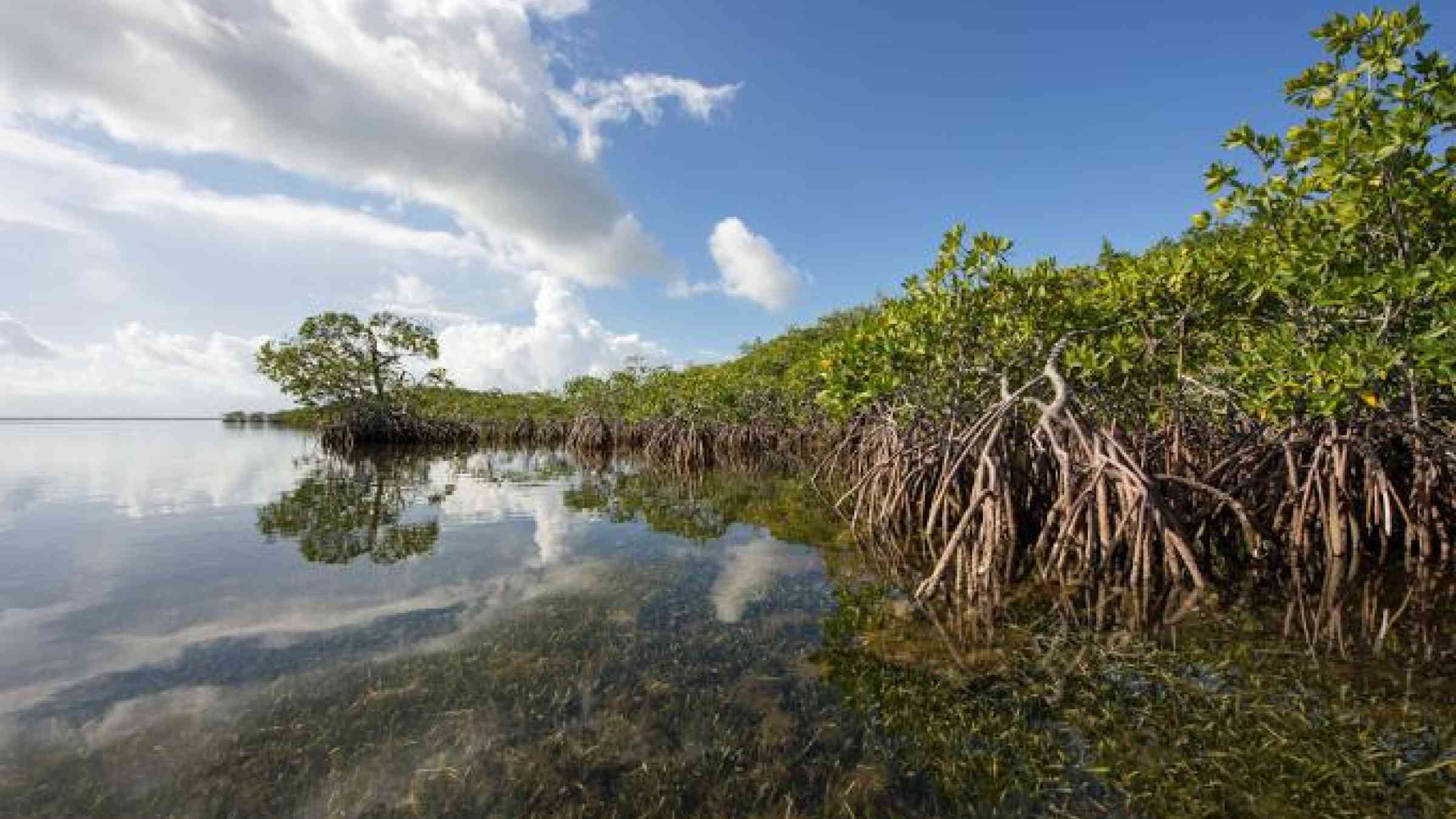 New Mangrove Forest Mapping Tool Available To Coastal Communities