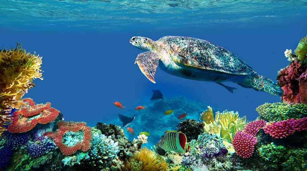 Underwater sea turtle swimming in the sea by a coral reef.