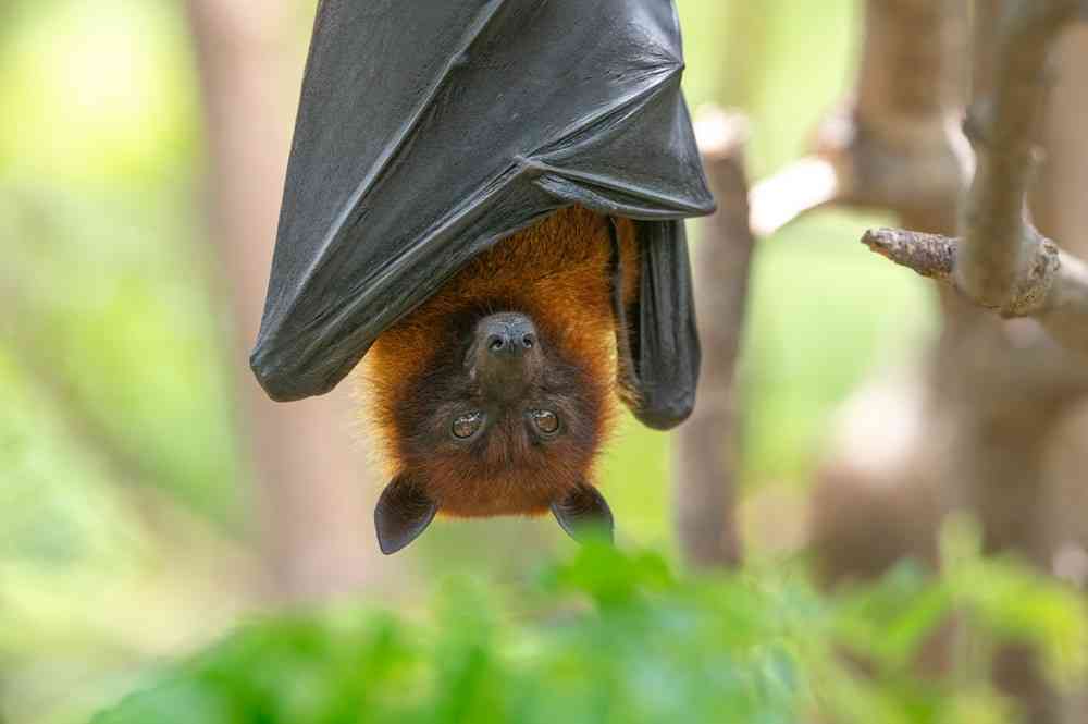 A bat is hanging upside down on a branch