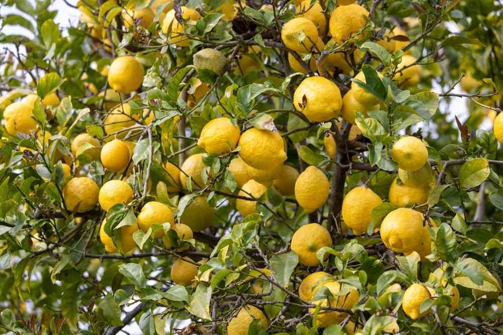 Lemon tree heavy with fruit