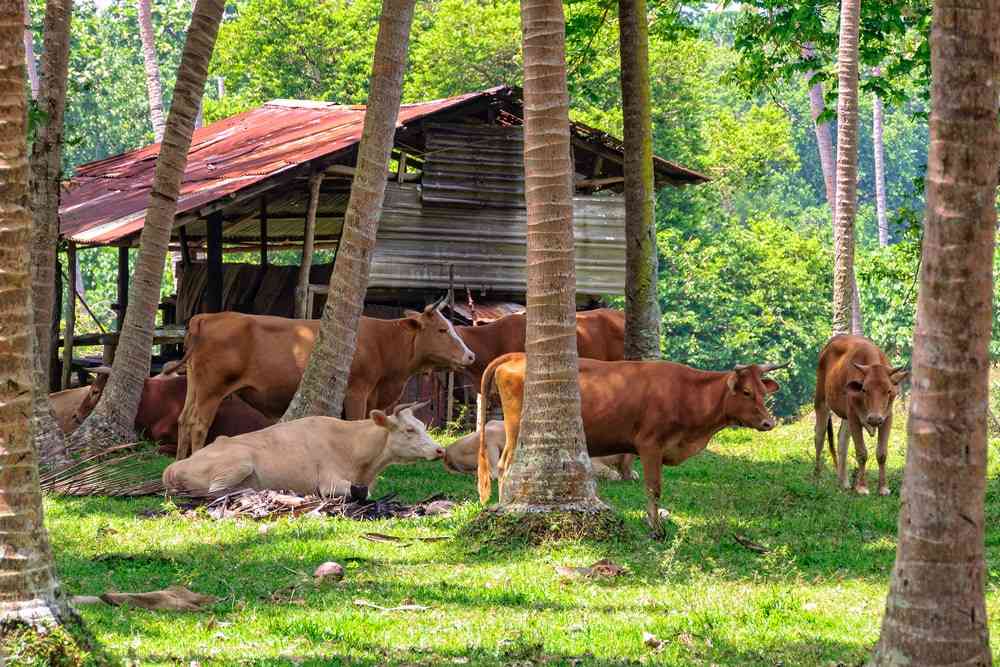 Grazing cattle among coconut trees