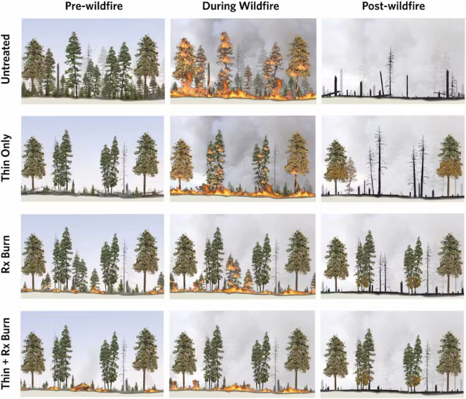An illustration showing how prescribed burns and forest thinning tend to reduce the risk of extremely destructive wildfires.