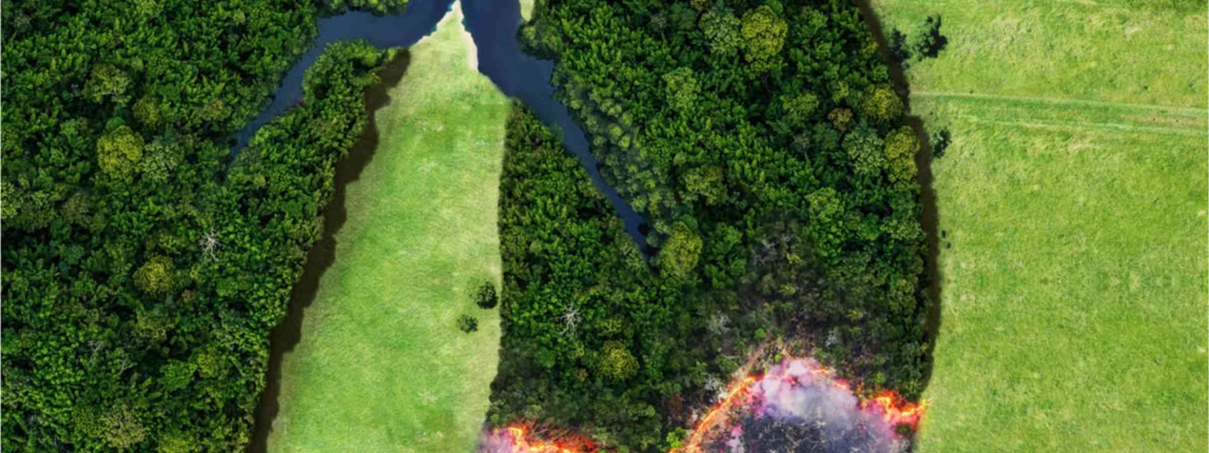 Image-climate-change-health-lungs-min.jpg A forest in the form of lungs that is slowly burning.