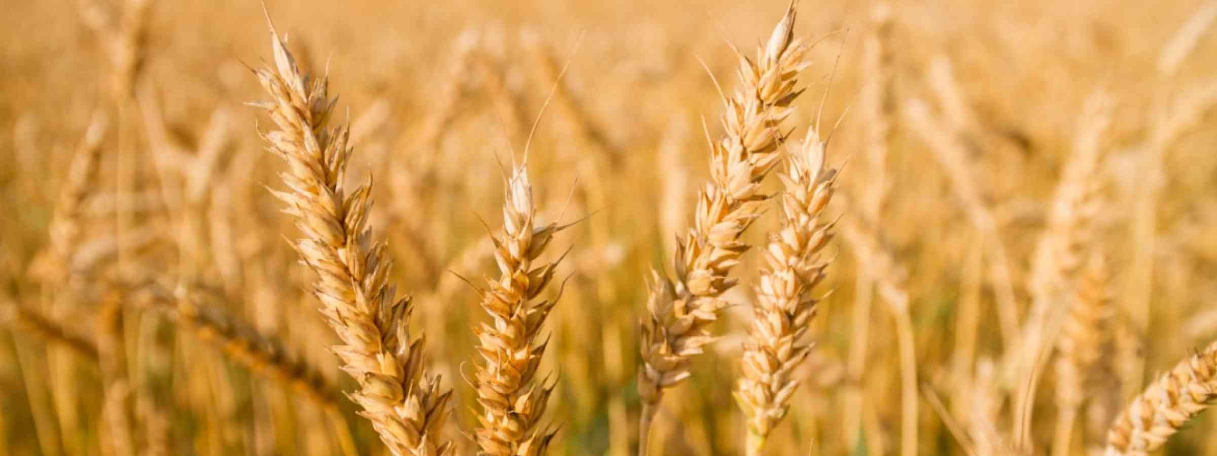 Image-wheat-agriculture A field with golden ears of wheat on a hot summer day
