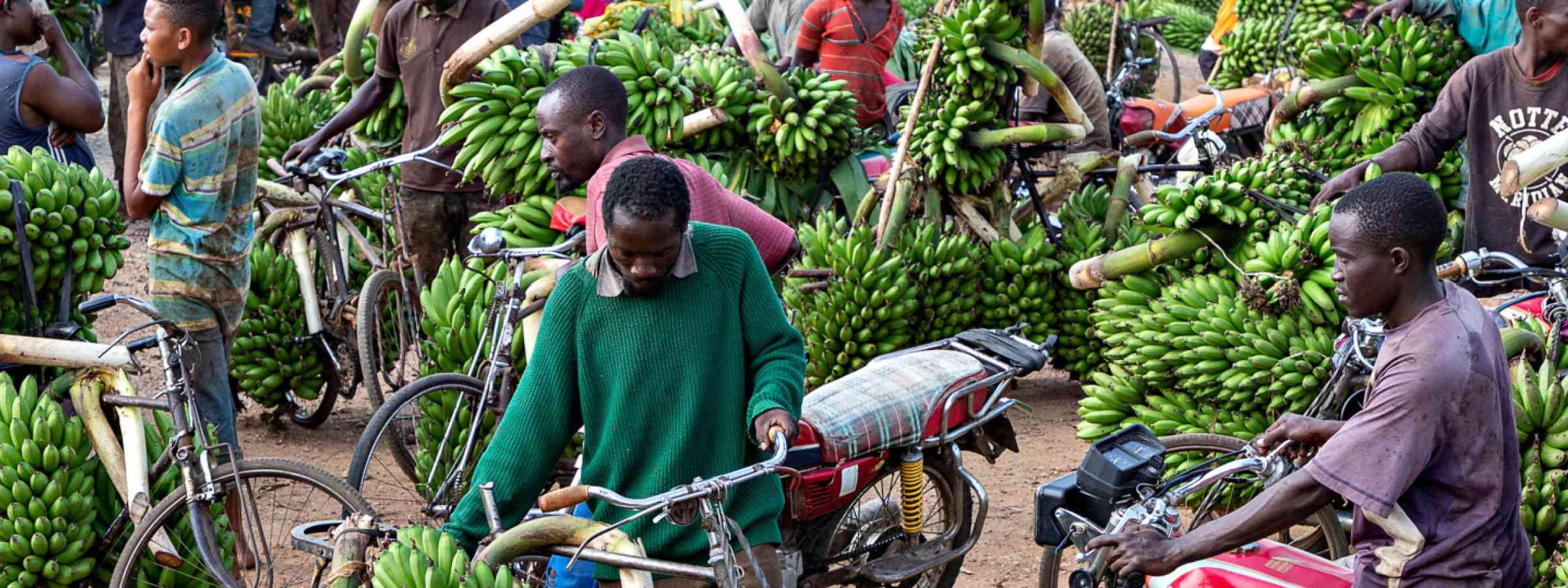 View over the banana market in Uganda, men are carrying bananas on their bicycle.