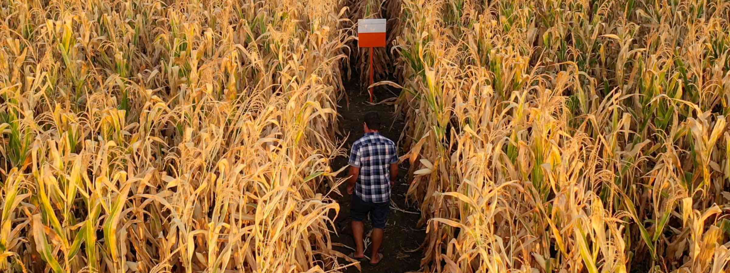 Crop heat drought arid Aerial drone photo showing severe drought conditions affecting corn crop fields with a farmer inspecting the crops.